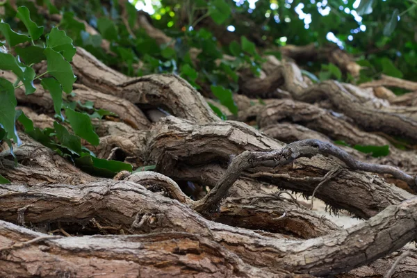 duvar eski bir ağaç dalları ile yeşil şal