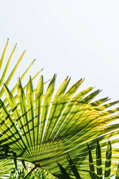 Close-up de folhas de palma. — Fotografia de Stock