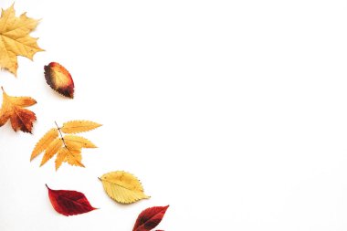 Renkli sonbahar yaprakları