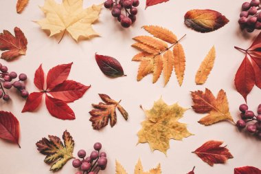 Pembe arka planda sonbahar yaprakları