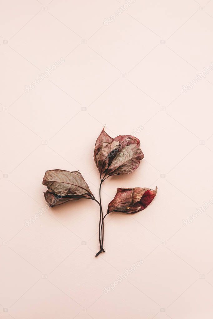 Wilted leaf on a pink background