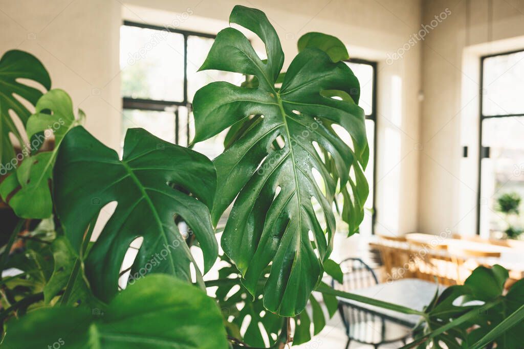 Close up of leaves of monstera plant. Room interior decoration.