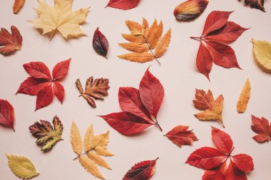 Pembe arka planda sonbahar yaprakları