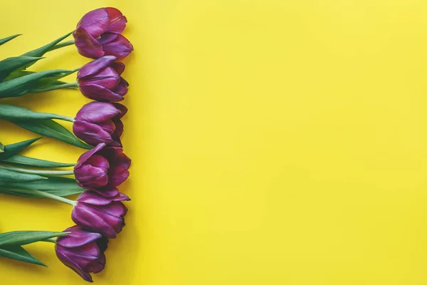 黄色の背景に美しい紫色の春のチューリップ。テキストのスペース. — ストック写真