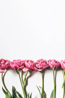 Beyaz arka planda pembe laleler. Güzel bir kutlama geçmişi. Uzayı kopyala, düz yat
