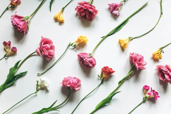 Розовые тюльпаны и красочные фризии на белом фоне — стоковое фото