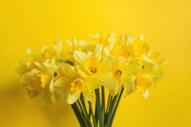 Sarı arkaplanda sarı nergis buketi