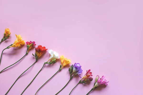 Flores de freesia multicolores sobre fondo rosa — Foto de Stock
