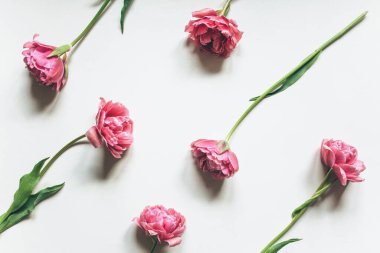 Beyaz arka planda pembe laleler