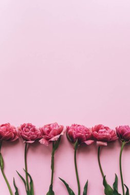 Pembe arka planda pembe laleler..