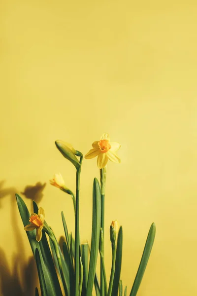 Narcisos o narcisos amarillos sobre fondo amarillo. — Foto de Stock