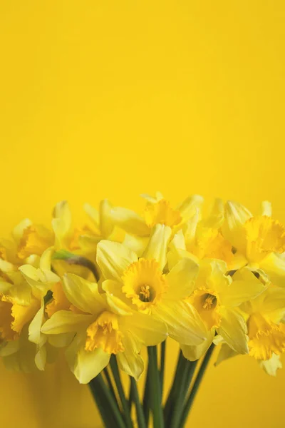 Bukiet żółtych żonkili na żółtym tle. — Zdjęcie stockowe
