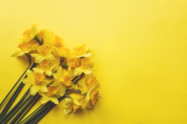 Sarı arkaplanda nergisler ve metin için kopyalama alanı.