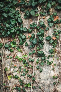 Taştan bir duvar üzerinde büyüyen yeşil bitki