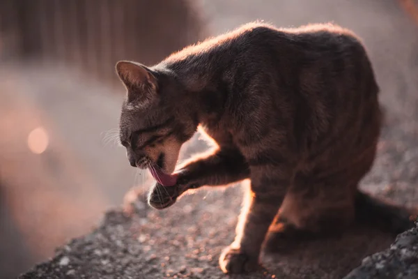 Kedi dilini onun pençe yalama — Stok fotoğraf