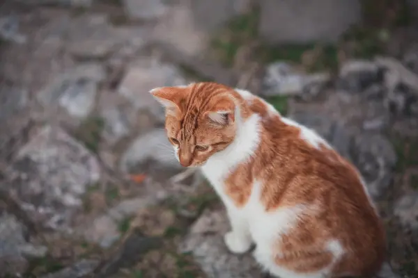 Smutná Toulavá kočka koukal — Stock fotografie