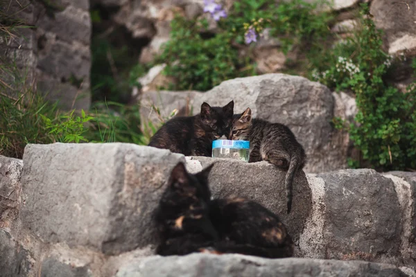 Evsiz yavru kedi kase sokakta yiyin — Stok fotoğraf