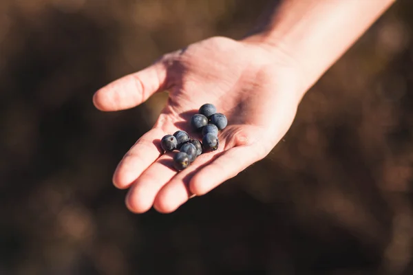 woman stretches out his hand with wild berries