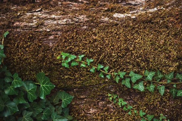 Textura de madeira com musgo e loach — Fotografia de Stock