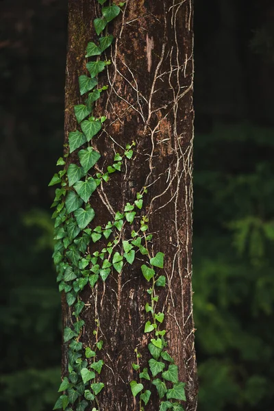 Tronco de árvore na floresta loach entrelaçado — Fotografia de Stock