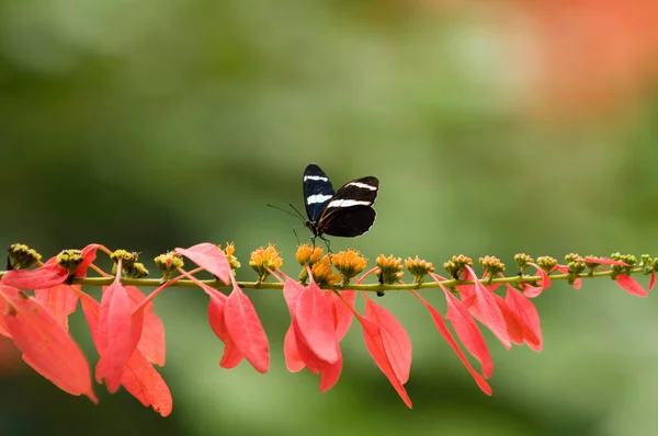 Peruánský Sara motýl na tropický květ — Stock fotografie