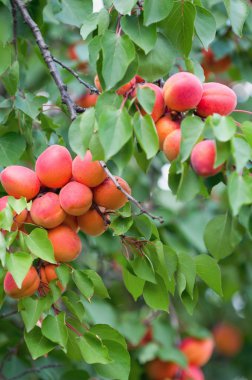 Olgun kayısı demet