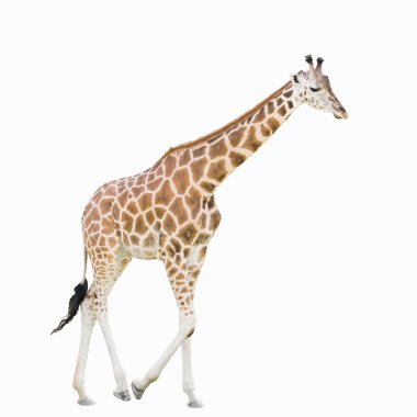 Beautiful Giraffe Standing clipart