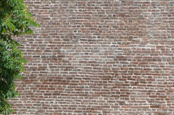 Alte Ziegelmauer und Baum — Stockfoto