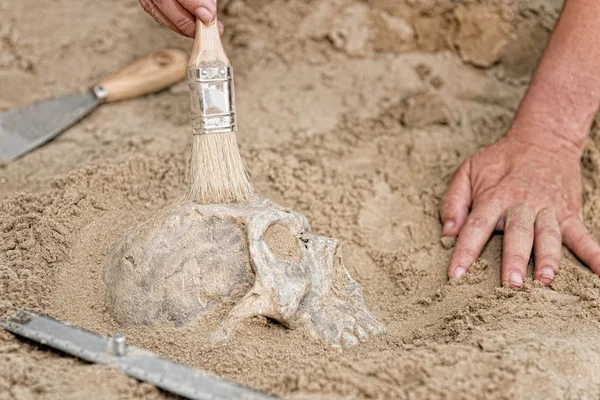 Manos de antropólogo con cráneo humano — Foto de Stock