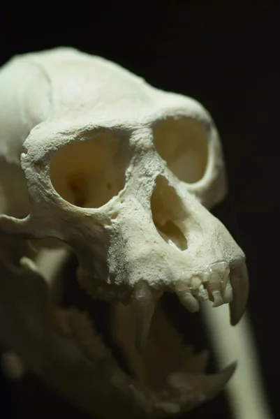 Apre schedel op een tentoonstelling — Stockfoto