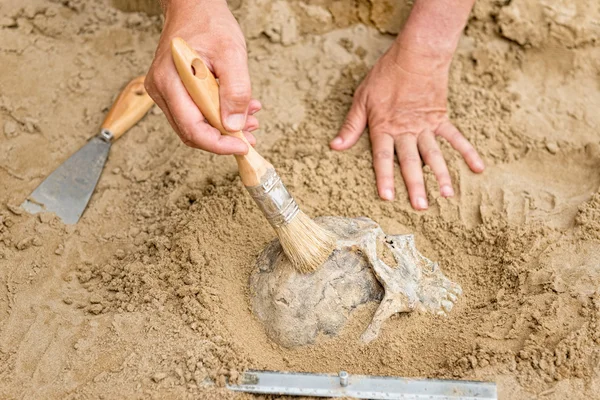 Händerna på antropolog med människans kranium — Stockfoto