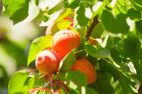 Branco di albicocche mature — Foto Stock