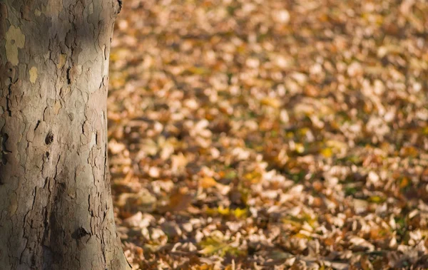 Tronco de árbol con hojas caídas —  Fotos de Stock