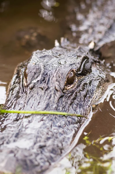 Alligator lurar från vatten — Stockfoto