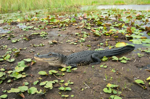 Amerikaanse alligator in moeras — Stockfoto