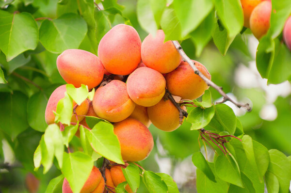 Bunch of ripe apricots