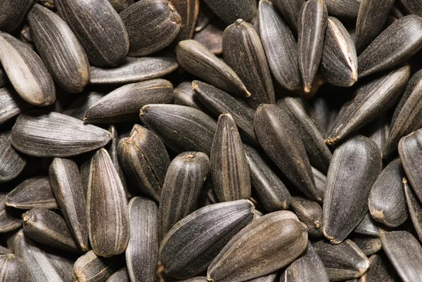 Чорне сухе насіння соняшнику — стокове фото