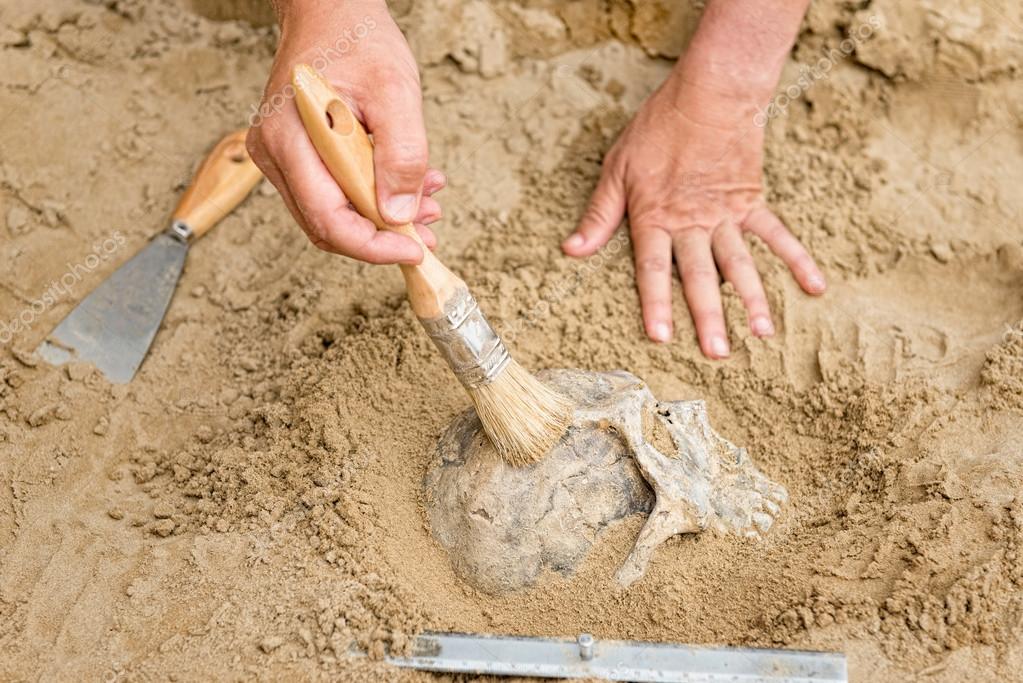 Mains d'anthropologue avec crâne humain image libre de ...