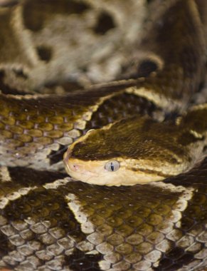 Bothrops asper yılan