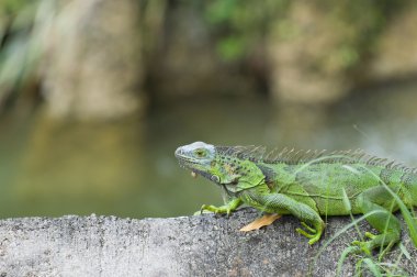 Ağaç gövdesi üzerinde yeşil iguana