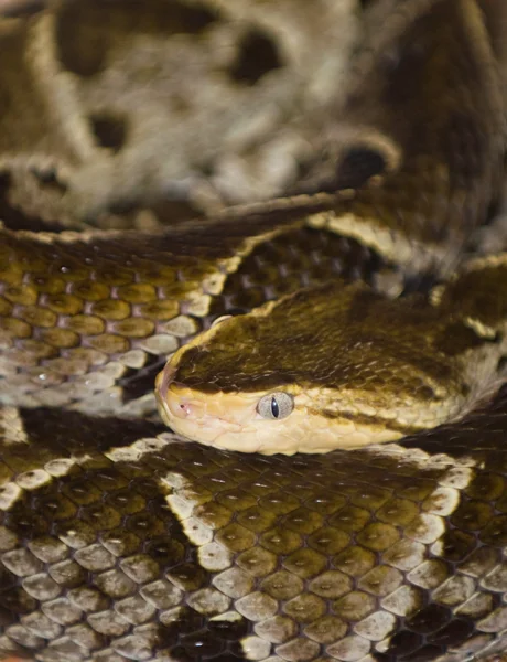 Bothrops asper orm — Stockfoto