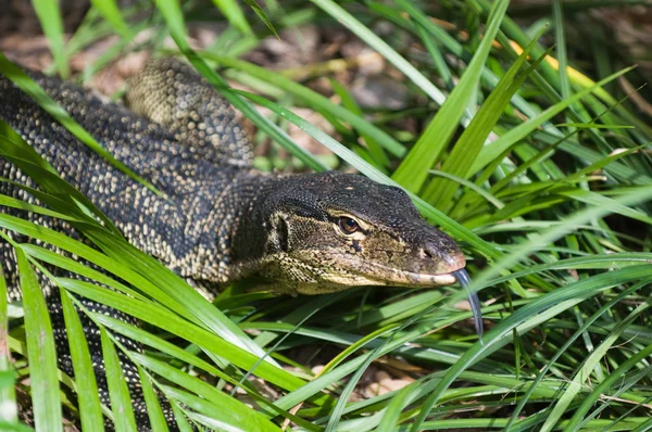 Vatten ödla i gräs — Stockfoto