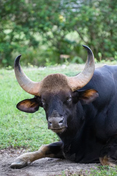 印度野牛牛 — 图库照片