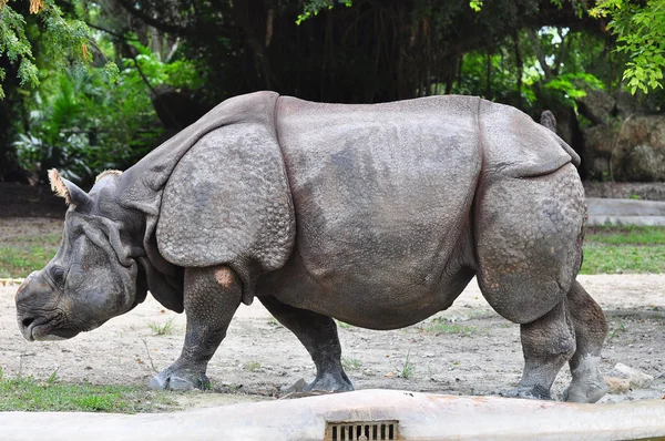 Piękny Indian Rhino — Zdjęcie stockowe