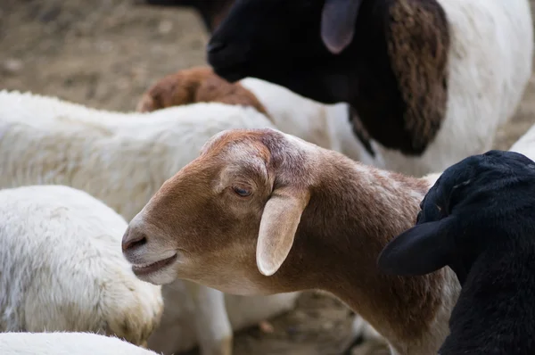 Animais das espécies ovina persa — Fotografia de Stock