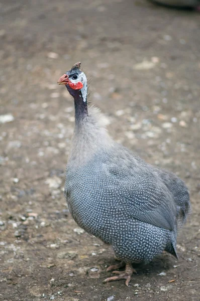 Guinea fowl bird — Stock Image Guinea fowl bird Royalty Free Stock Photos