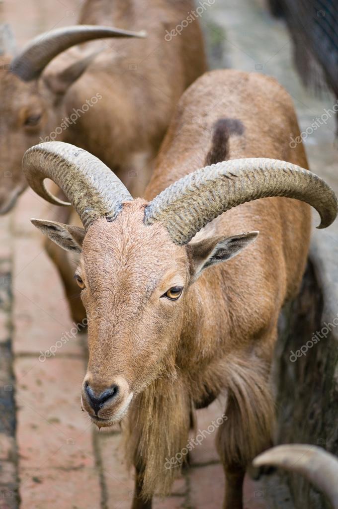 Barbary sheep animals Stock Photo © microgen #115158198 Barbary sheep animals Stock Photo © microgen #115158198