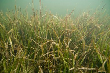 Yeşil sağlıklı seagrass