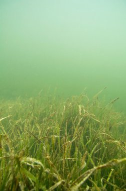 Yeşil sağlıklı seagrass