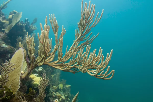 Schöne Korallenbildung — Stockfoto